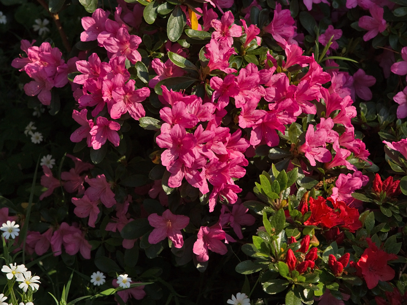 Rhododendron tsutsusi Azalea Azaleas